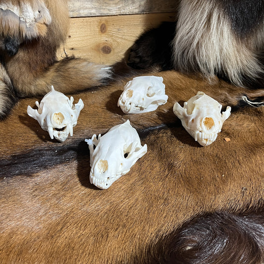 Damaged Wolverine Skull