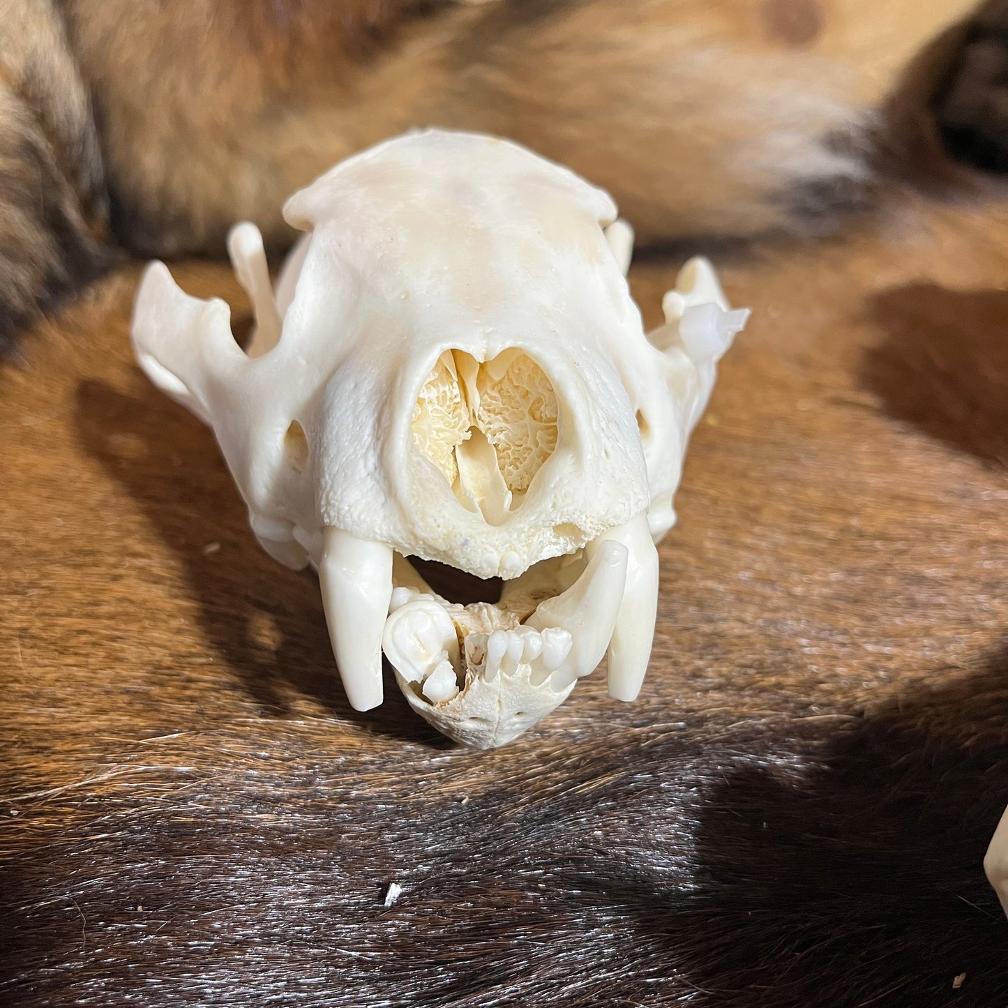Crâne de Wolverine endommagé