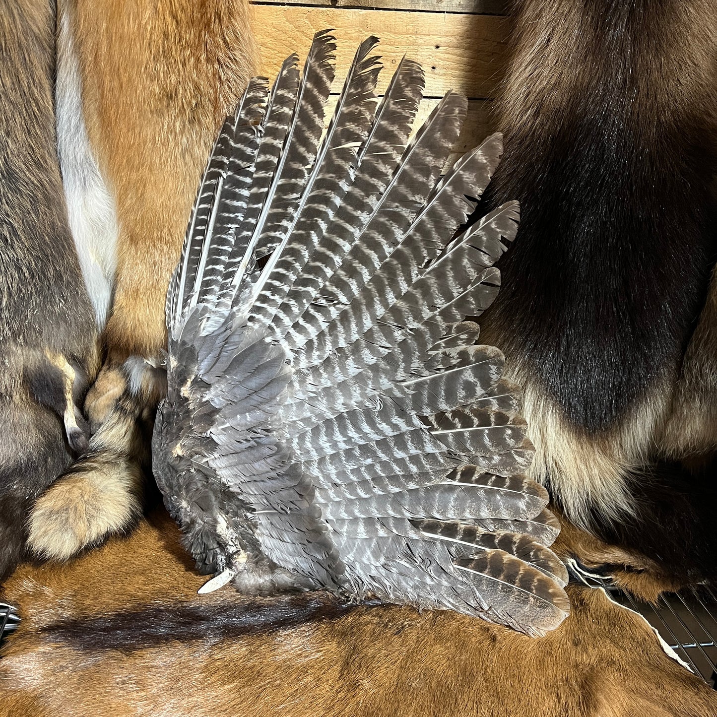 Turkey Wing
