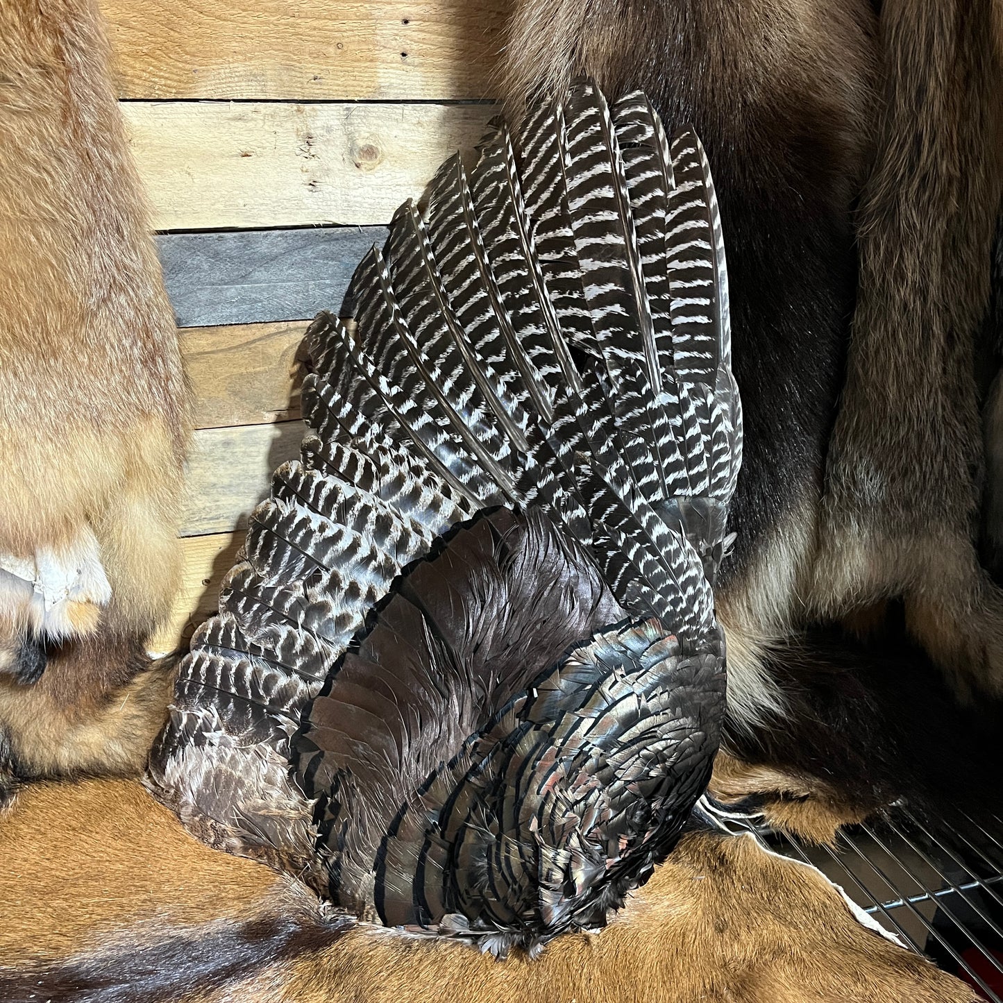Turkey Wing