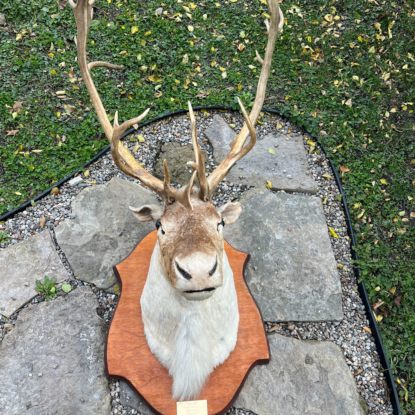 Têtes et épaules de caribou