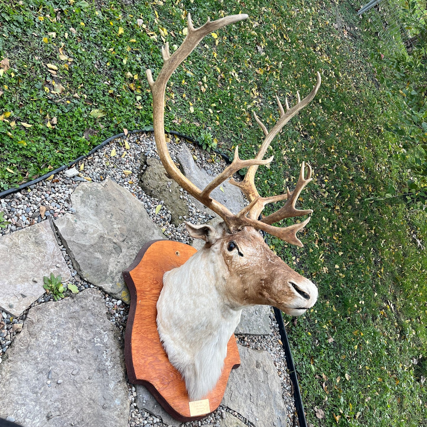 Têtes et épaules de caribou
