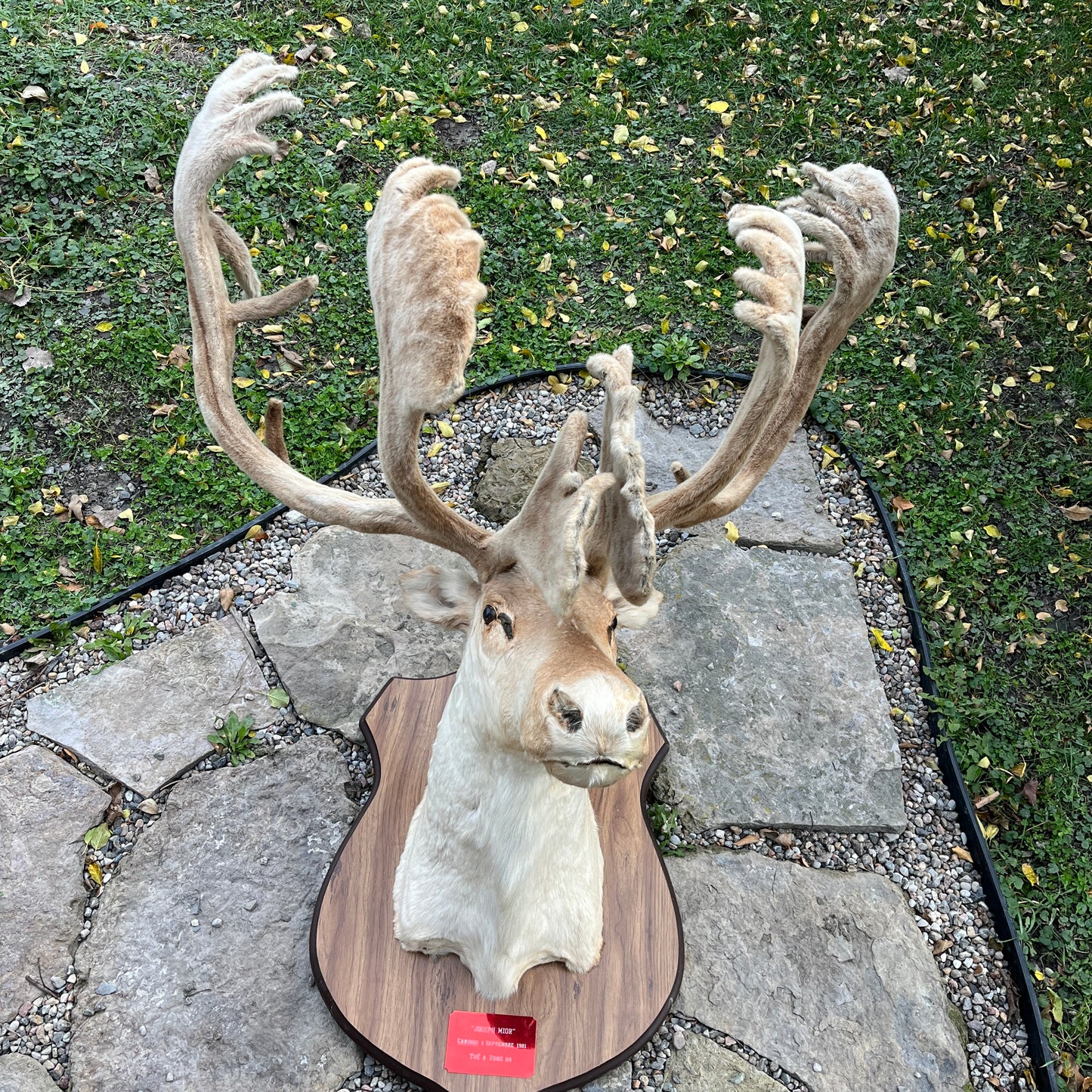 Têtes et épaules de caribou