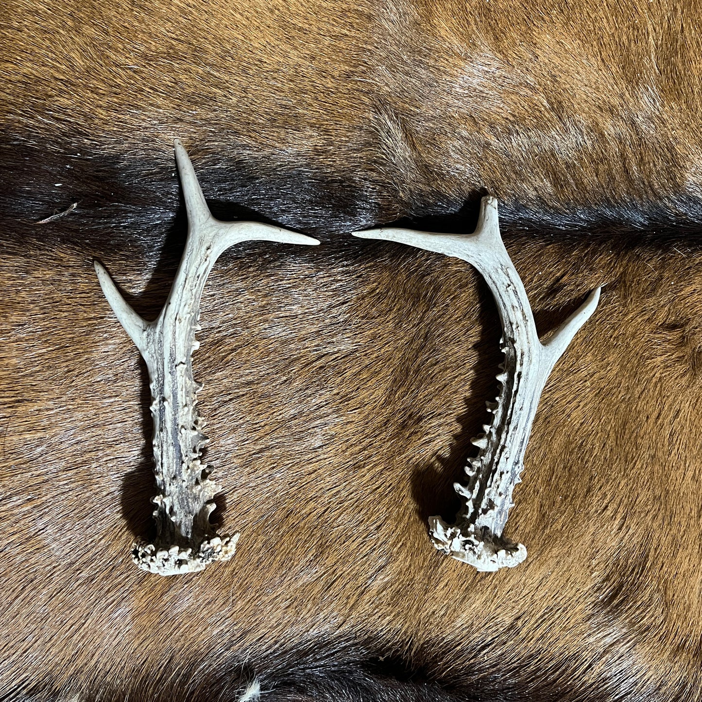 European Deer Antlers