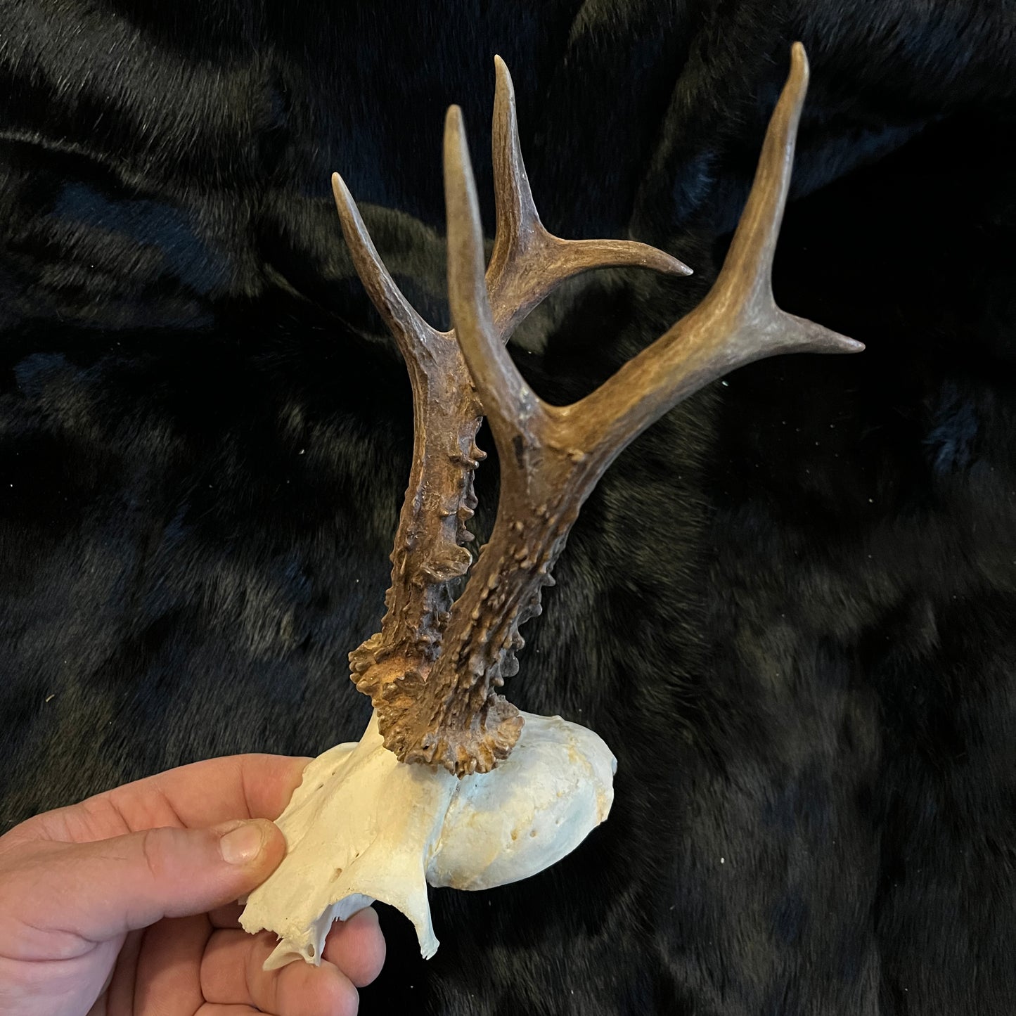 European Deer Antlers Hats