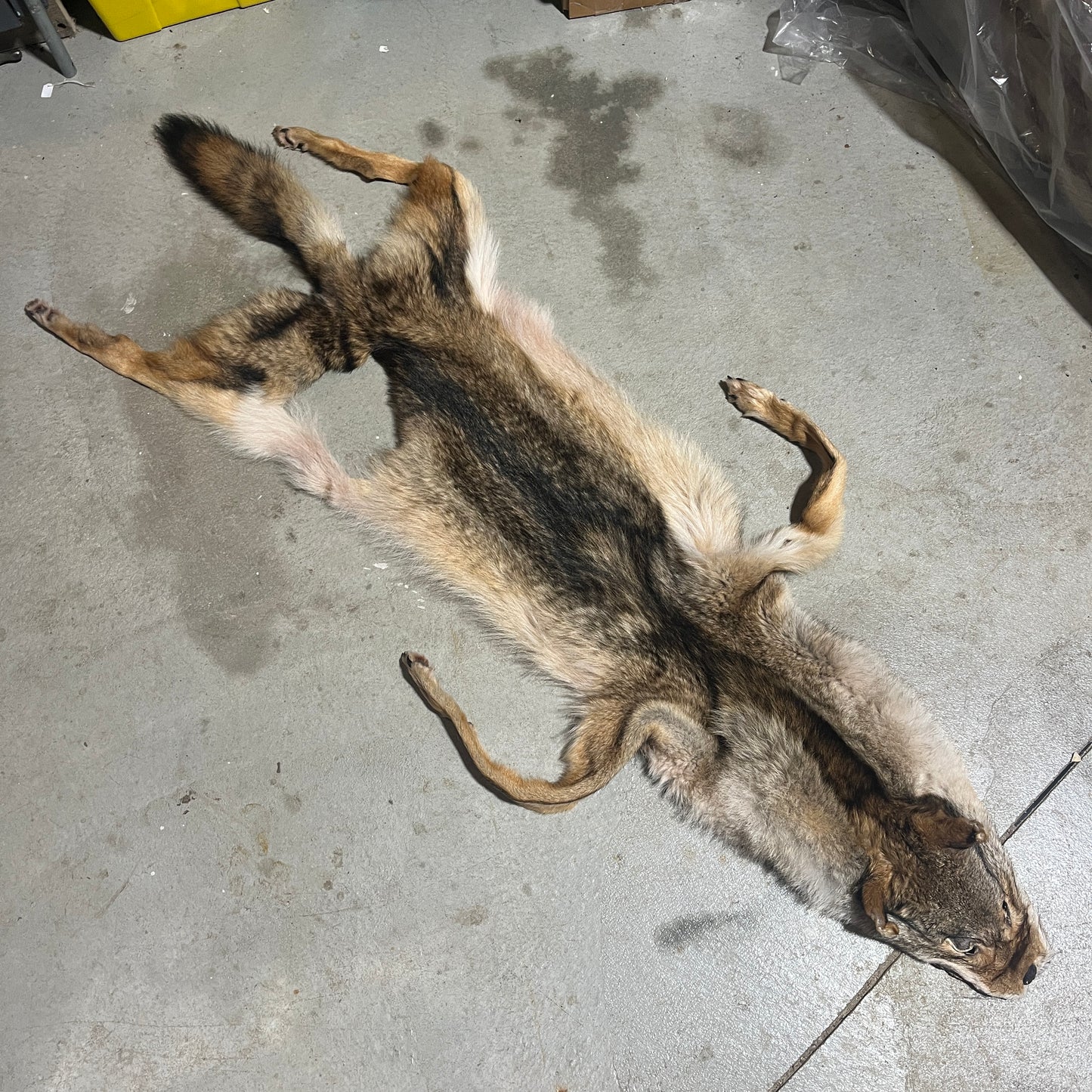 Fourrure de loup