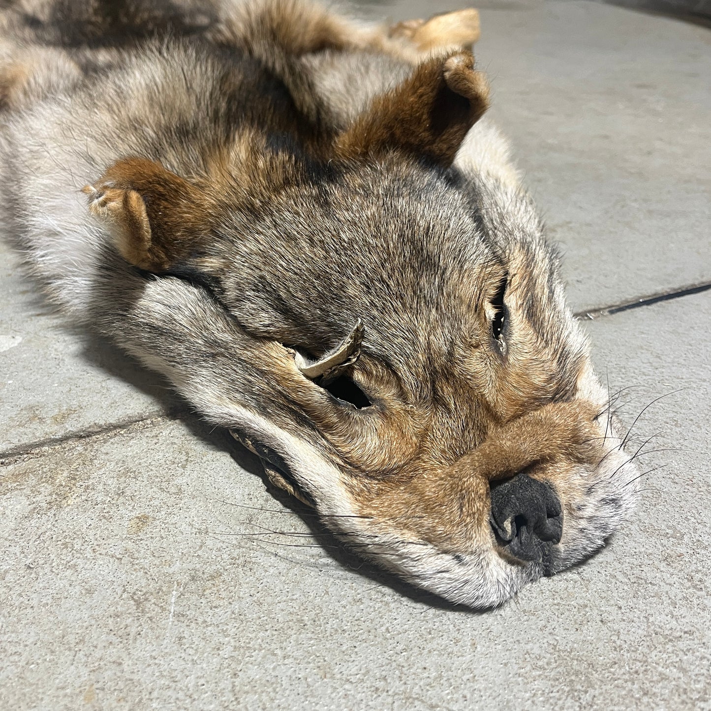 Fourrure de loup