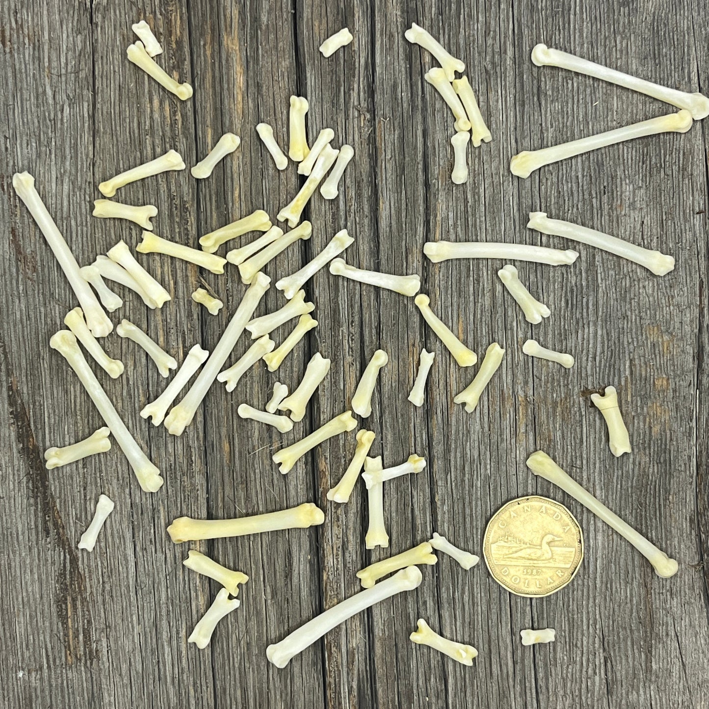 Fox Bones - Phalanges