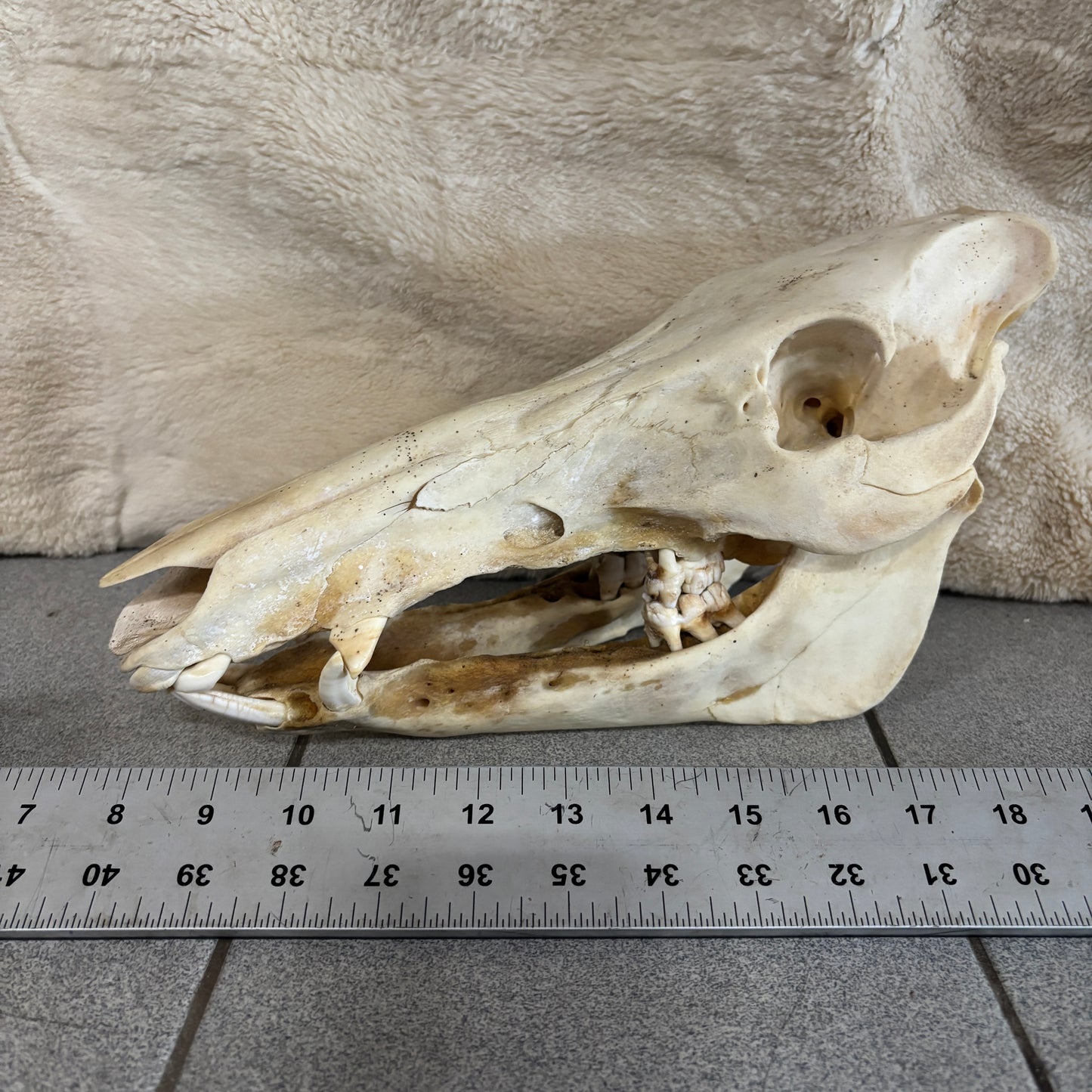 Crâne de sanglier - Naturel, dents abîmées