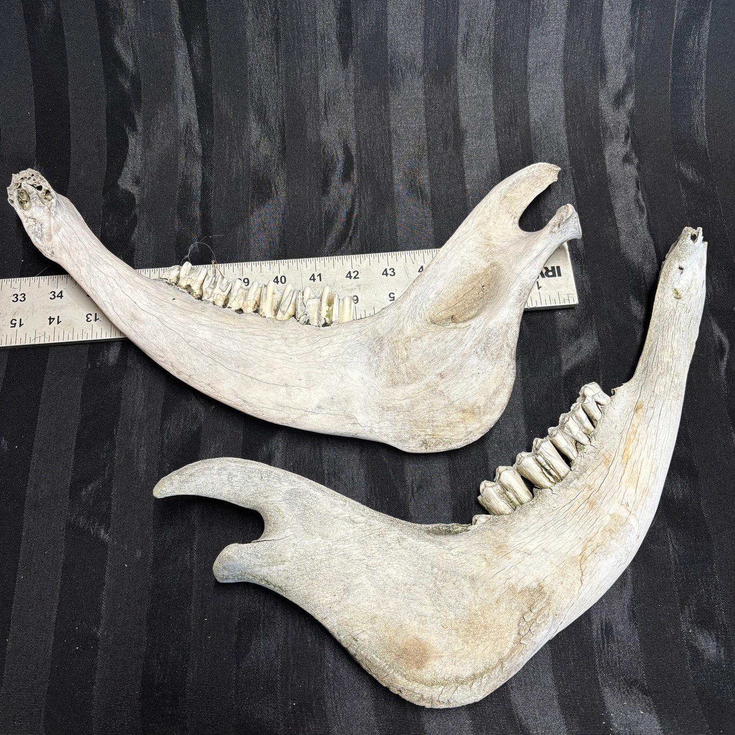 Pig lower jaw