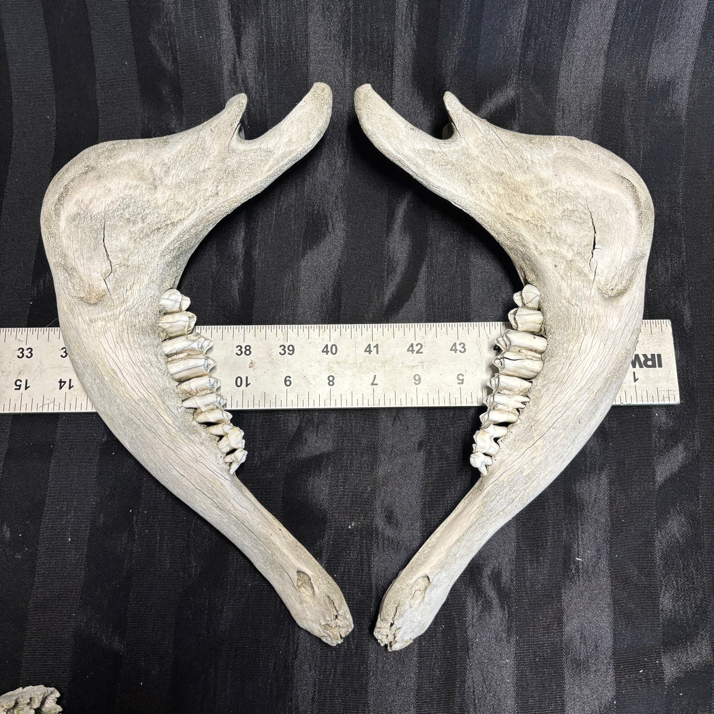 Pig lower jaw