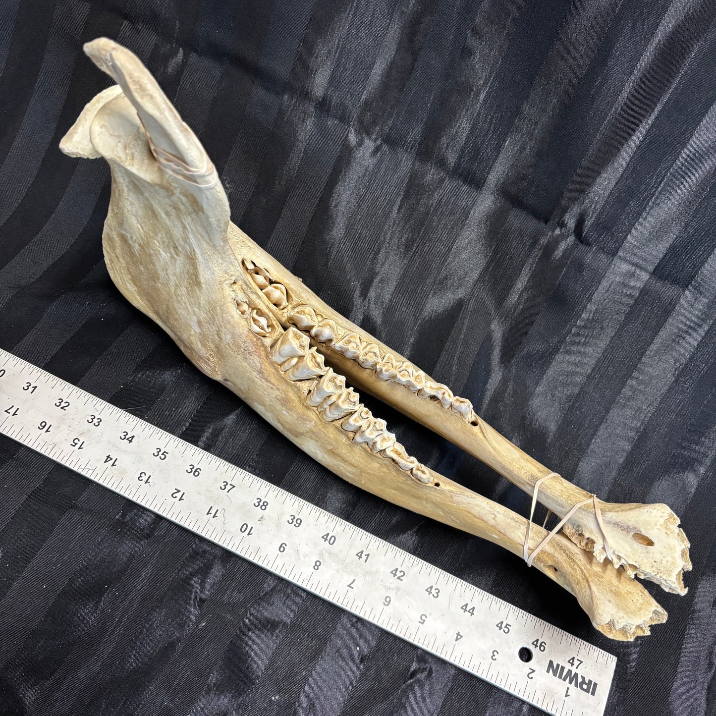 Pig lower jaw