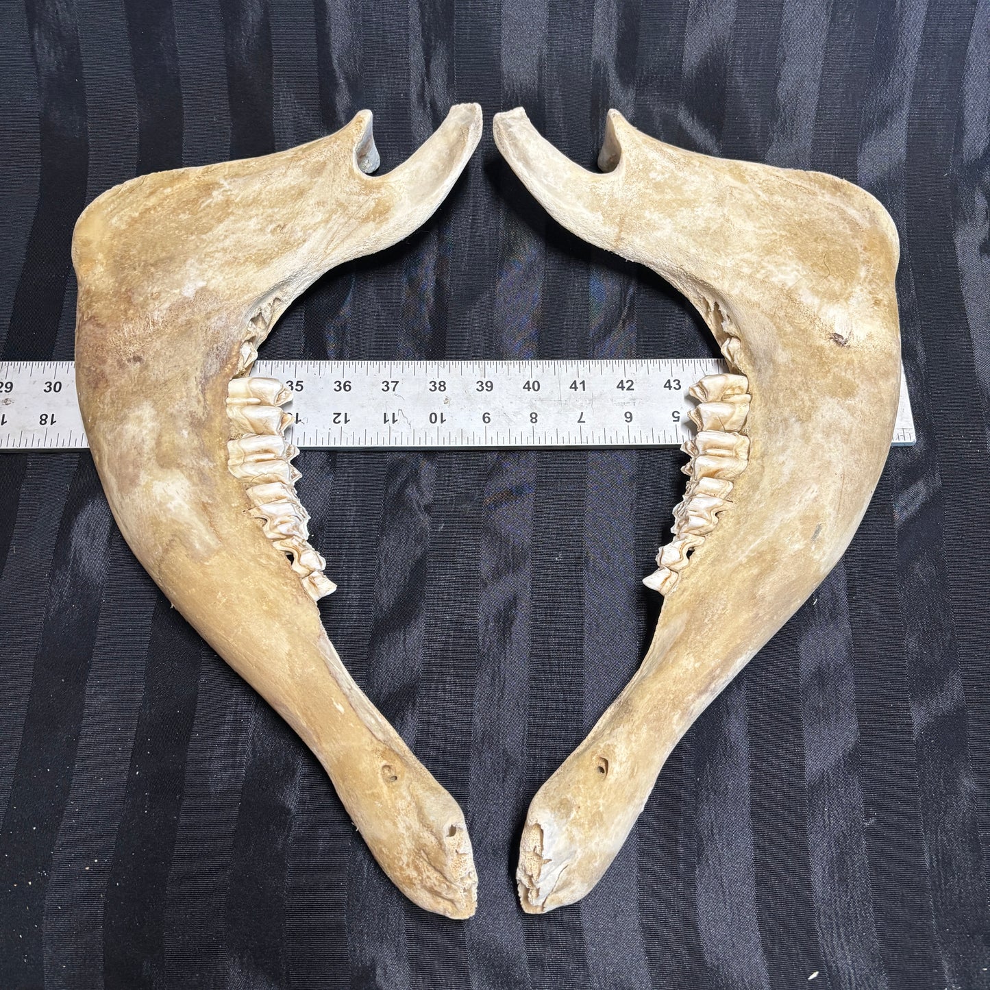 Pig lower jaw