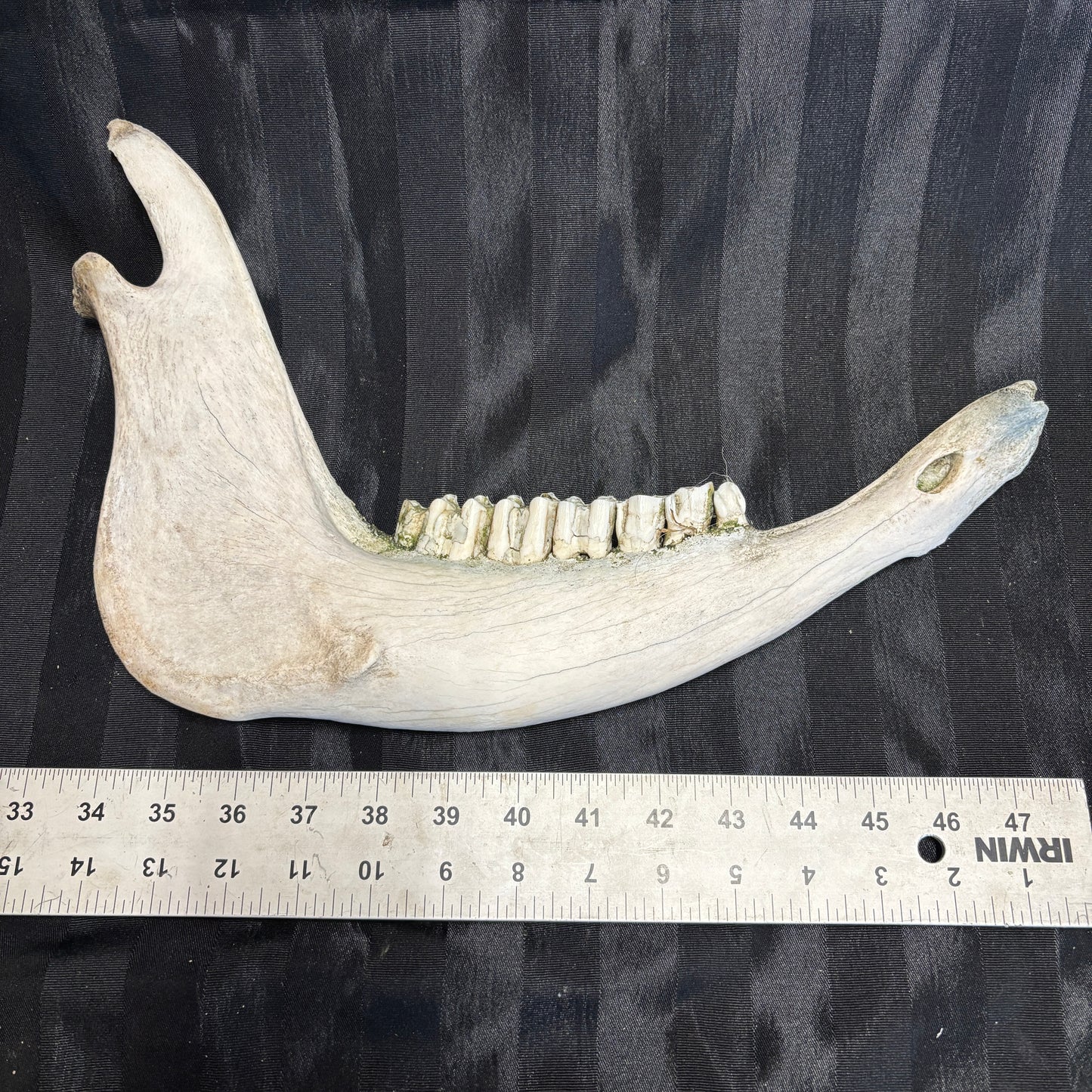 Pig lower jaw