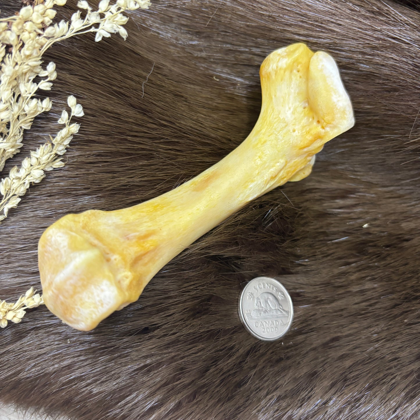 Polar bear paw bones
