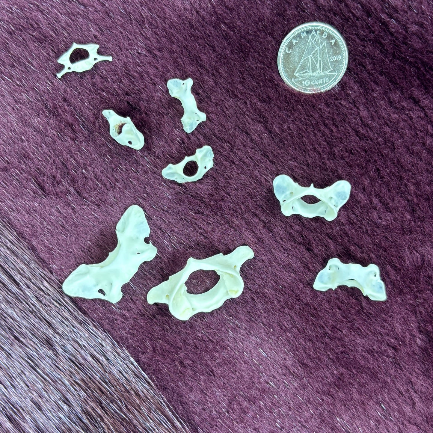 XSmall and Tiny atlas vertebraes