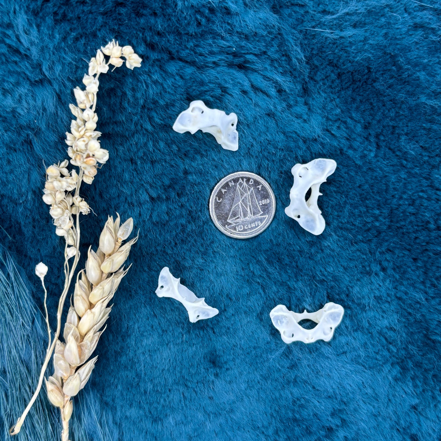 XSmall and Tiny atlas vertebraes