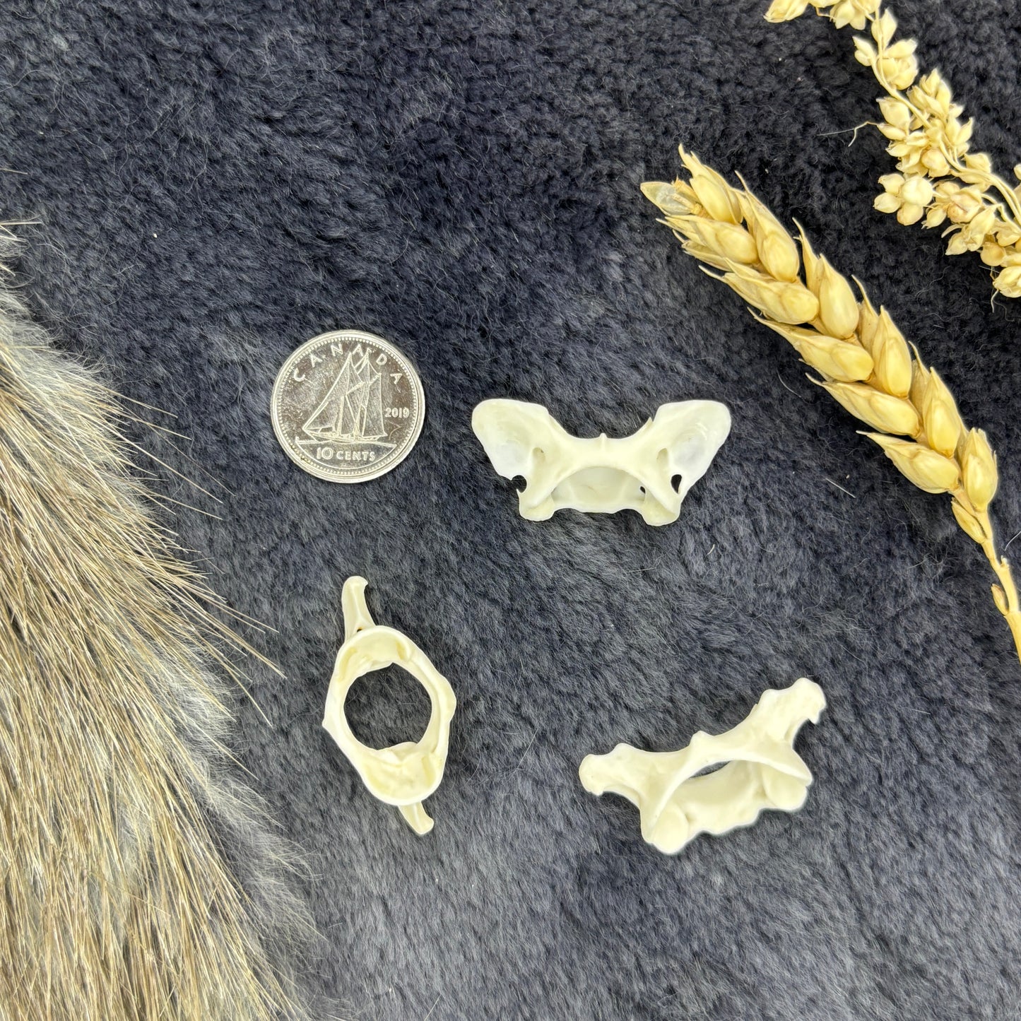 XSmall and Tiny atlas vertebraes