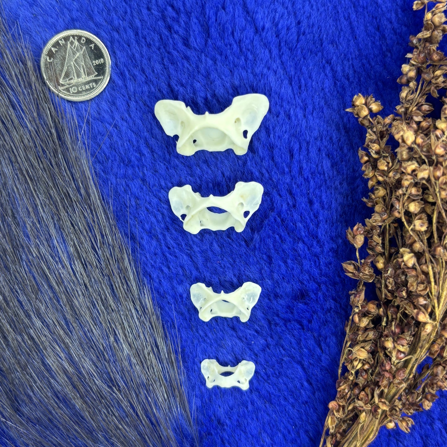 XSmall and Tiny atlas vertebraes