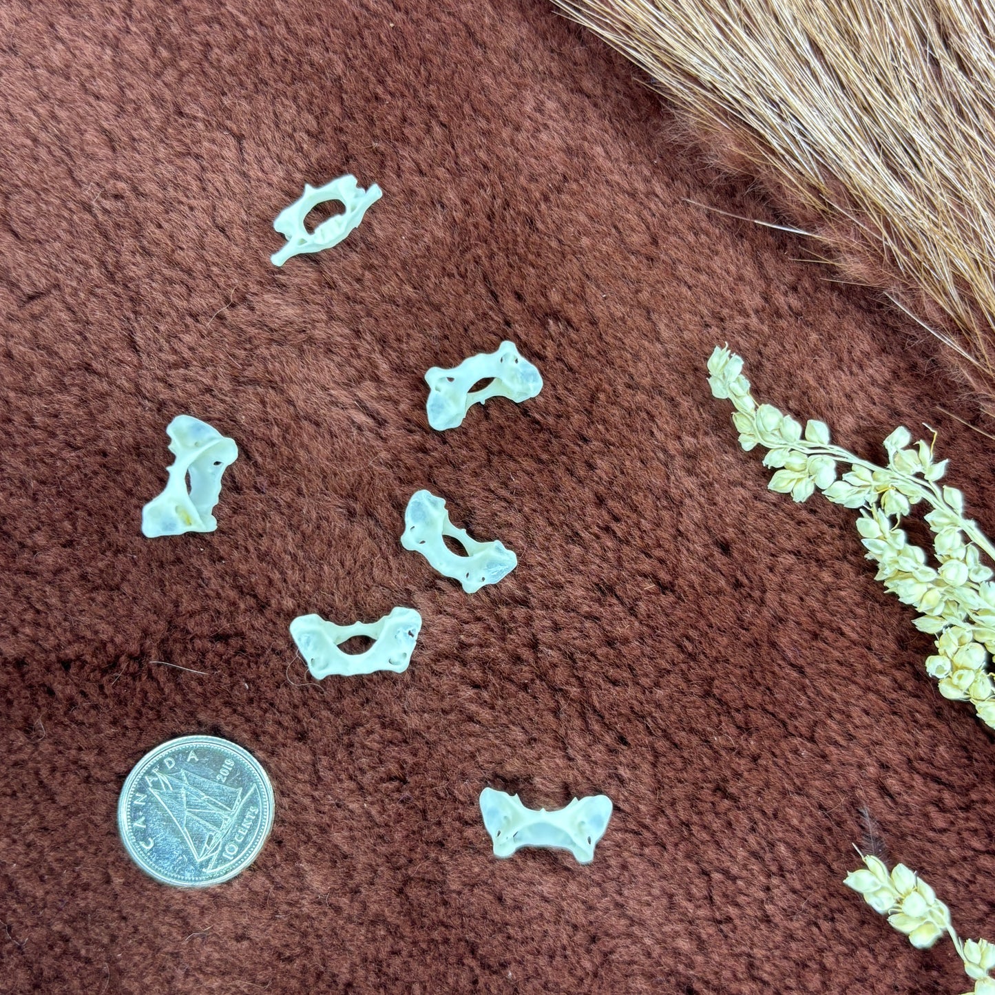 XSmall and Tiny atlas vertebraes