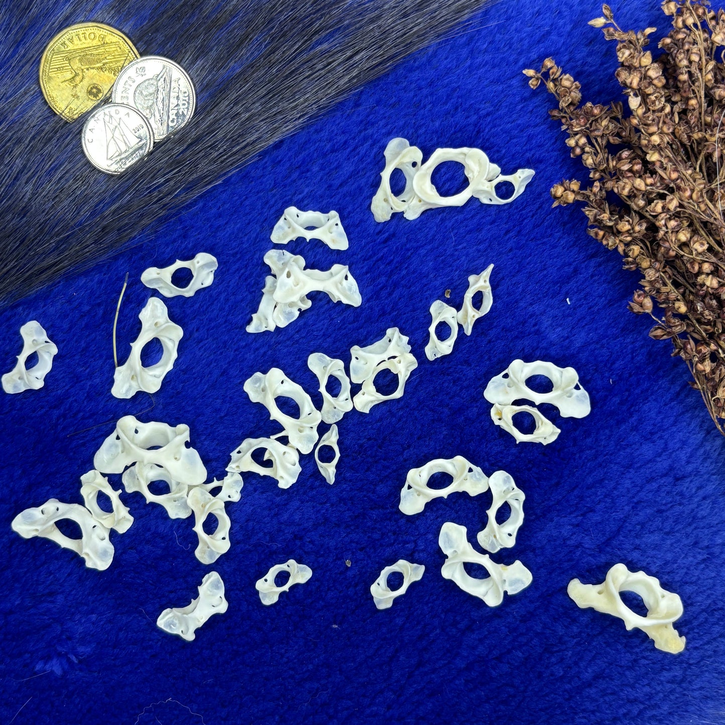 XSmall and Tiny atlas vertebraes