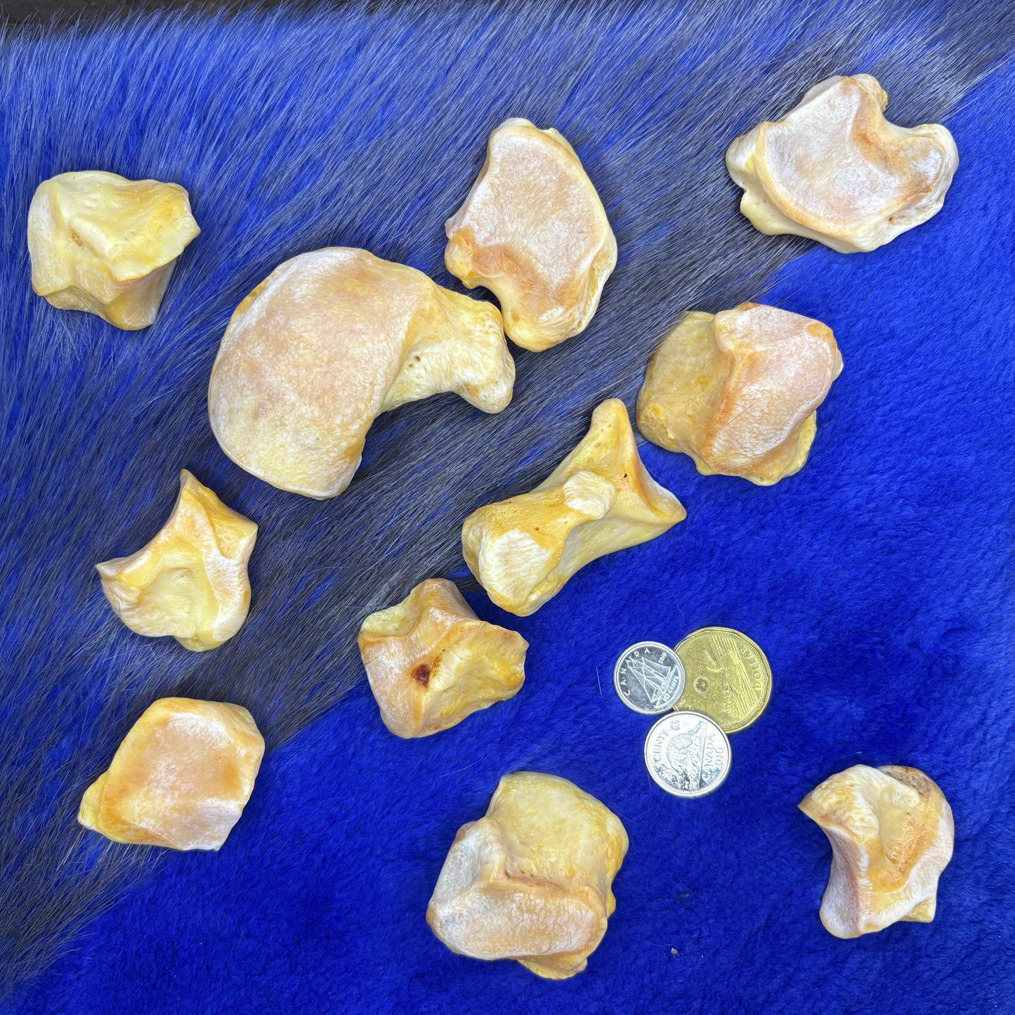 Polar Bear Wrist and Ankle bones