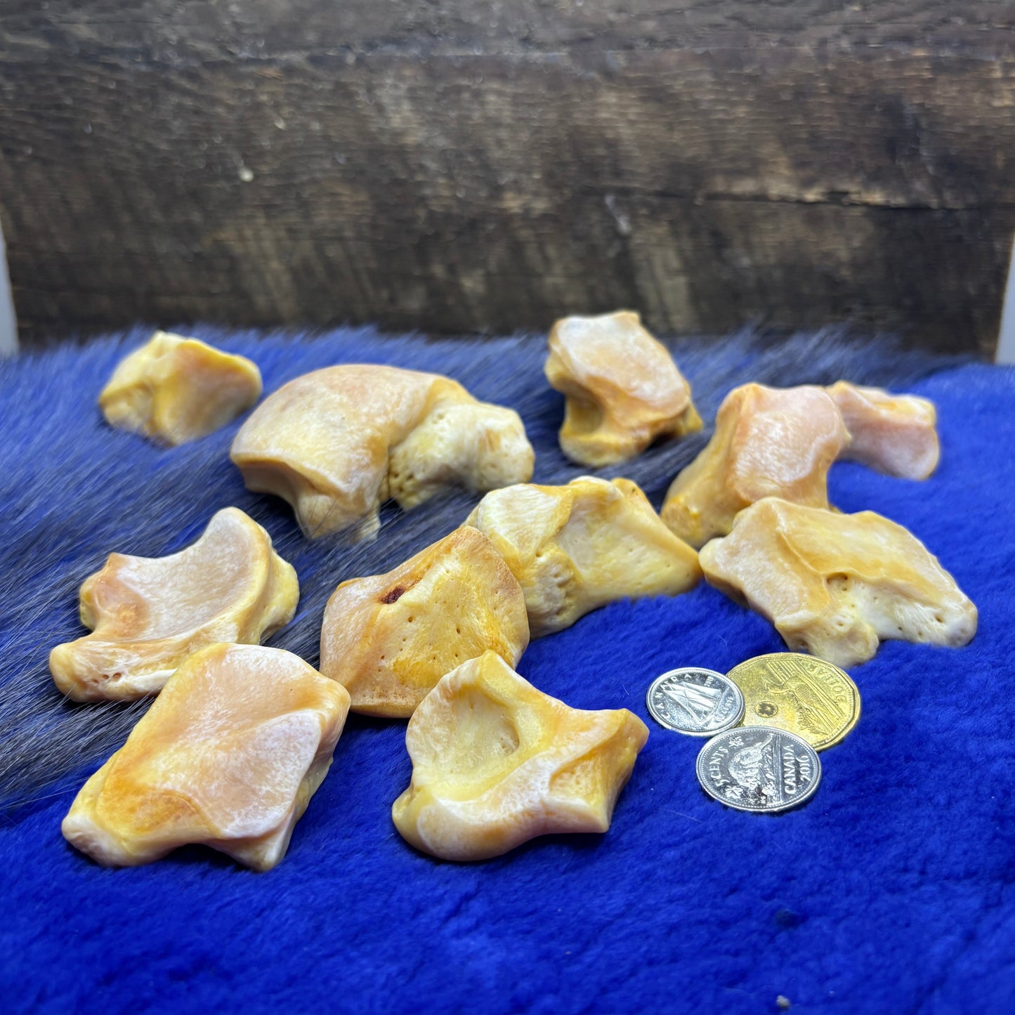 Polar Bear Wrist and Ankle bones