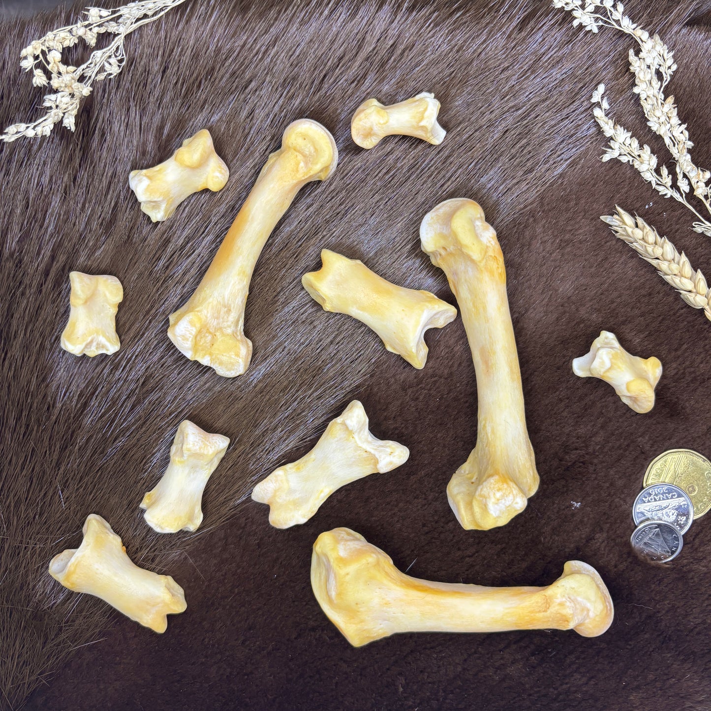 Polar bear paw bones