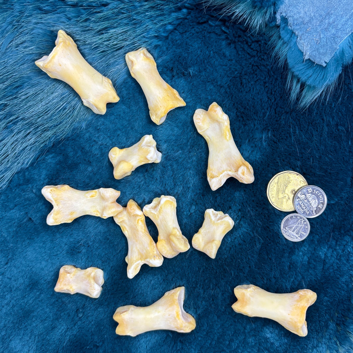 Polar bear paw bones