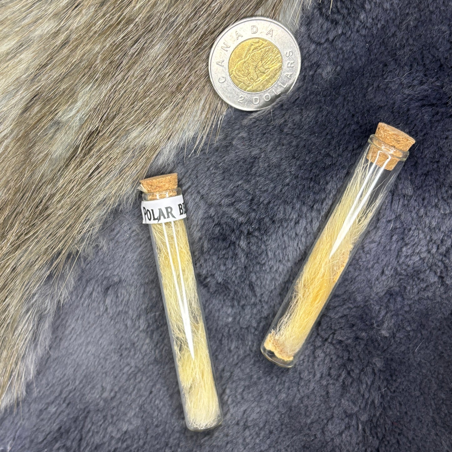 Polar bear fur vial