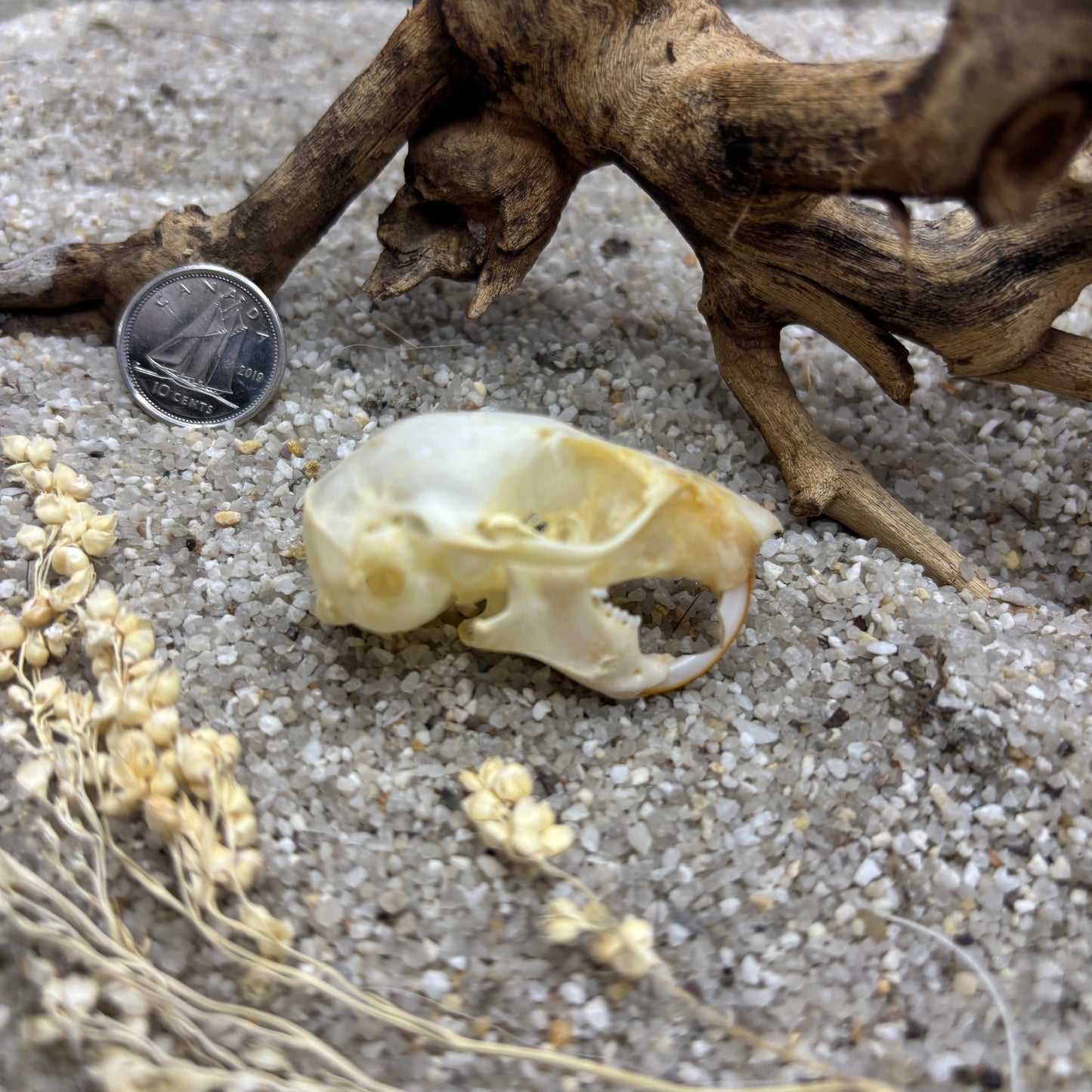 Squirrel skulls and jaws