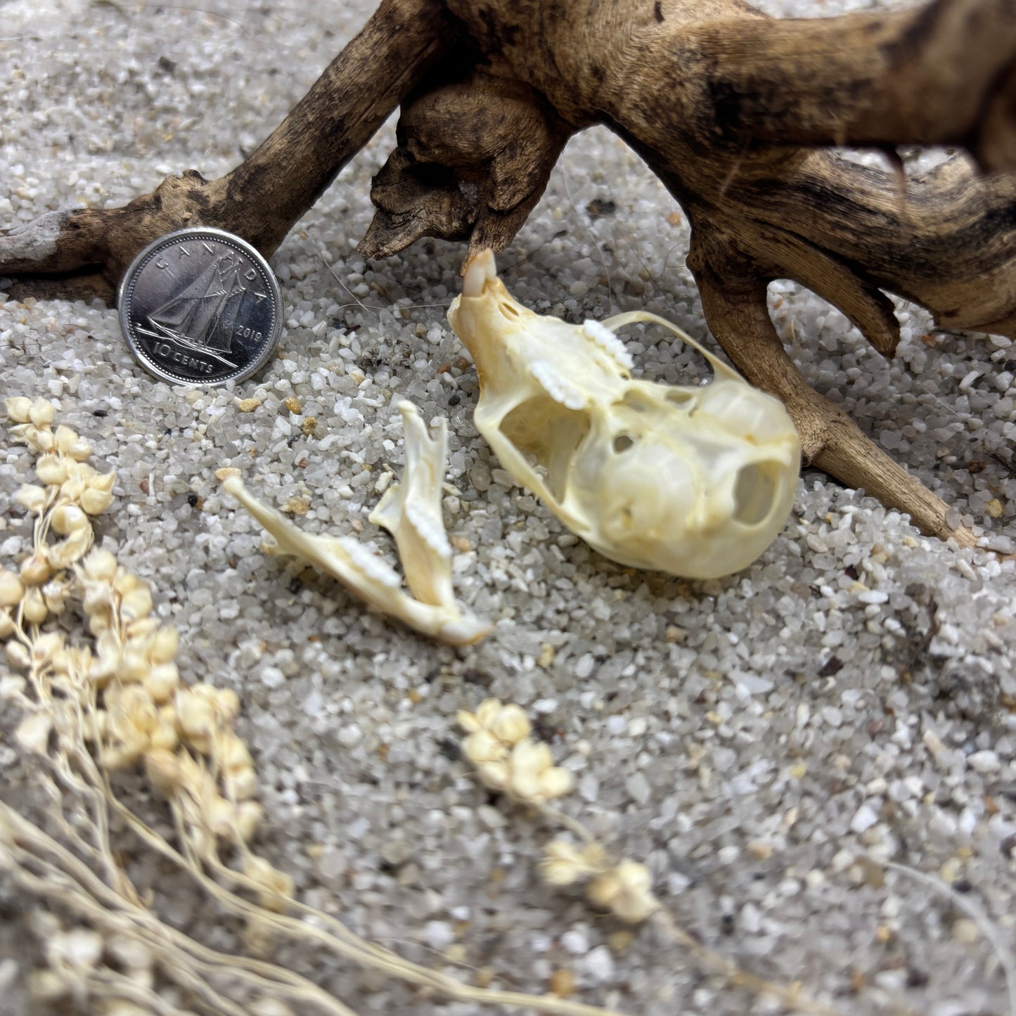 Squirrel skulls and jaws