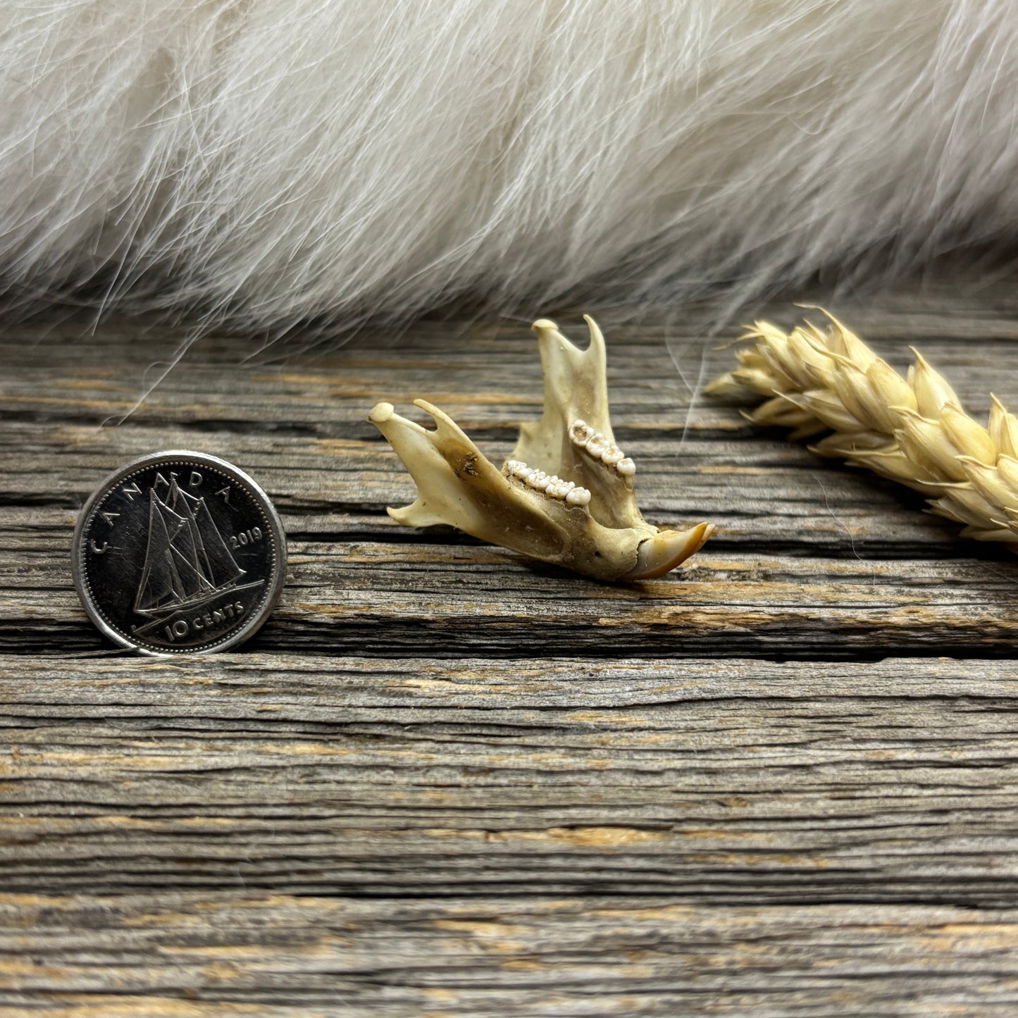 Squirrel skulls and jaws
