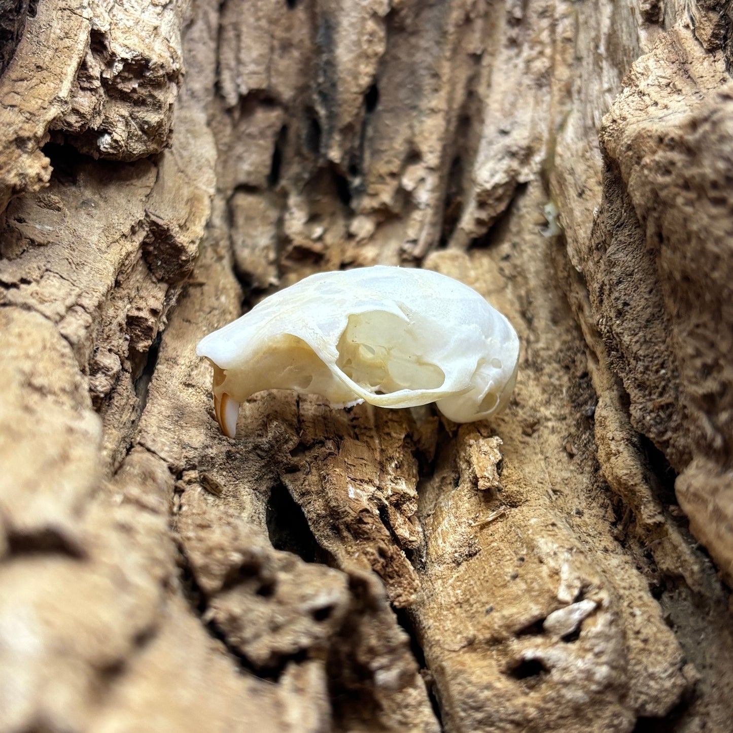 Squirrel skulls and jaws