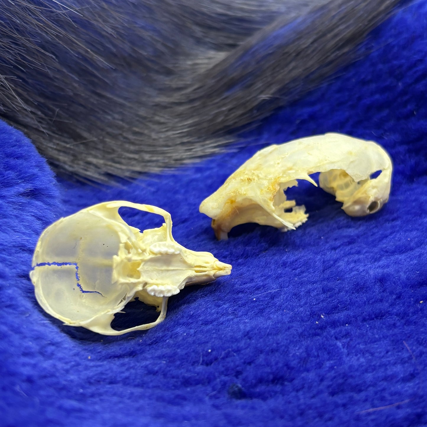 Squirrel skulls and jaws
