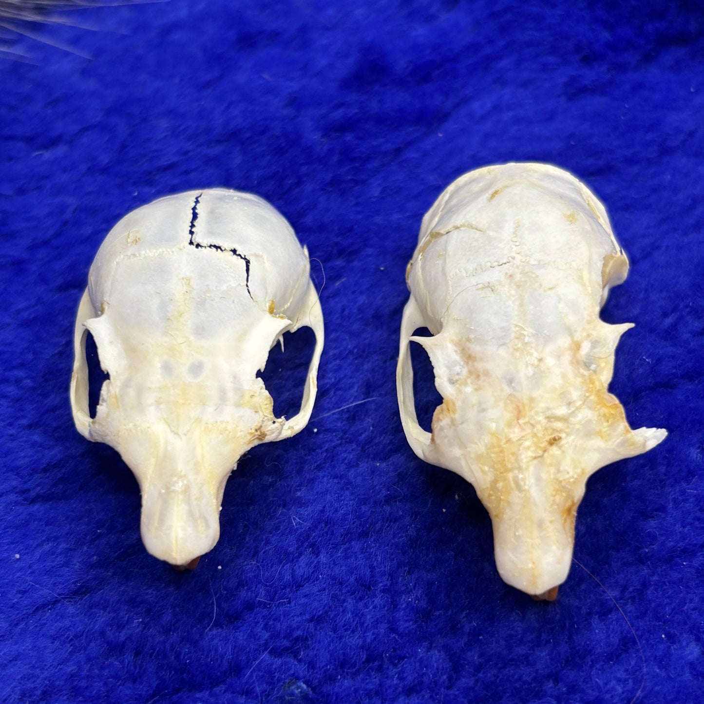 Squirrel skulls and jaws