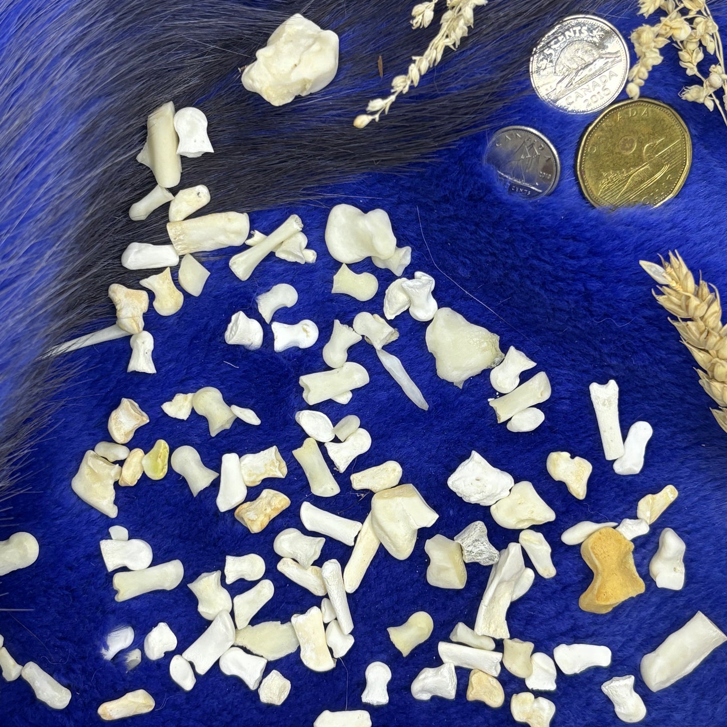 Small Deer Articulation bones