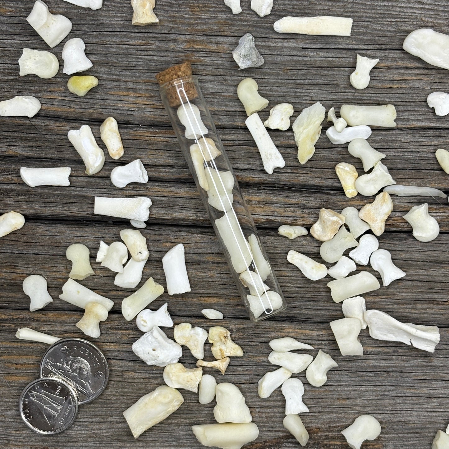 Small Deer Articulation bones