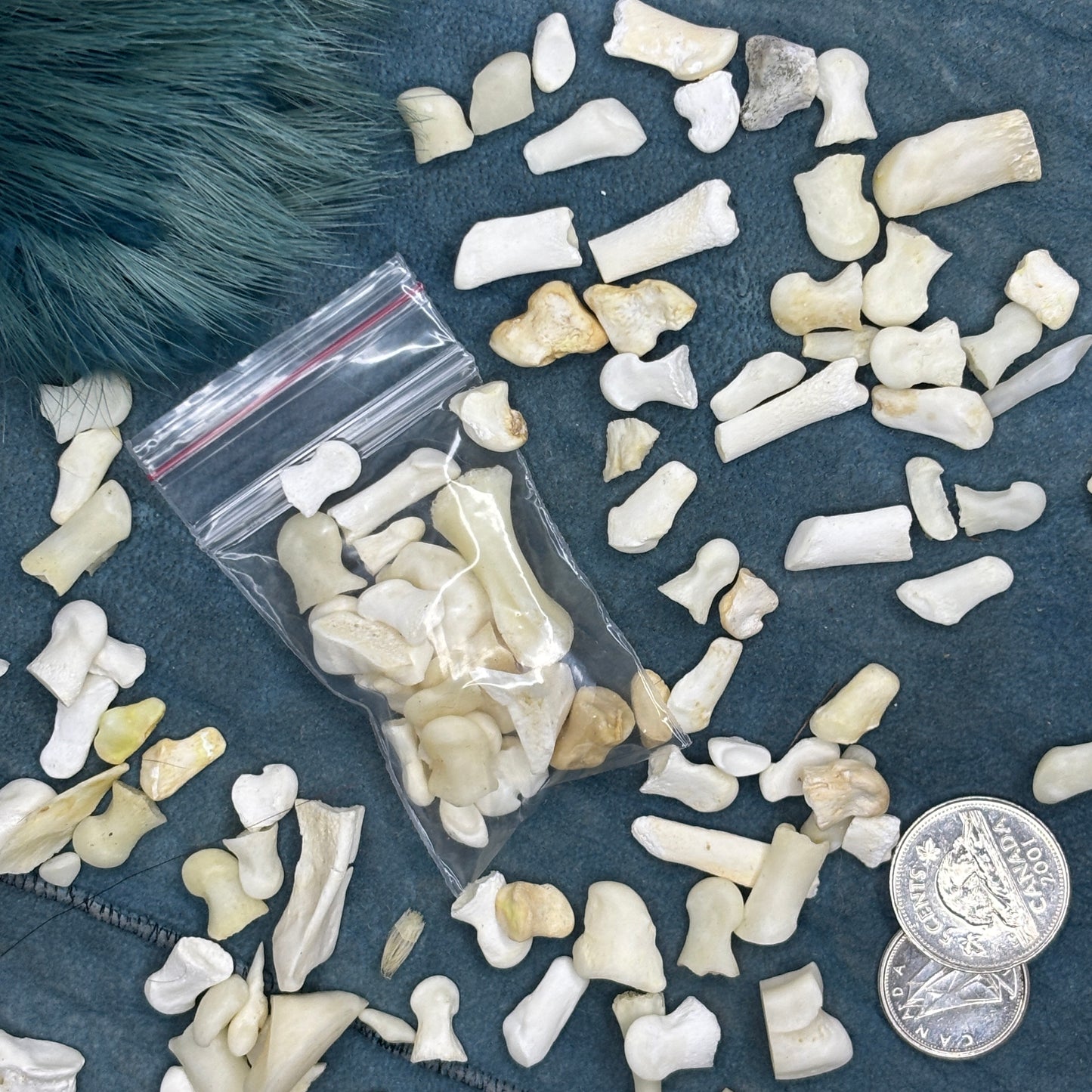 Small Deer Articulation bones