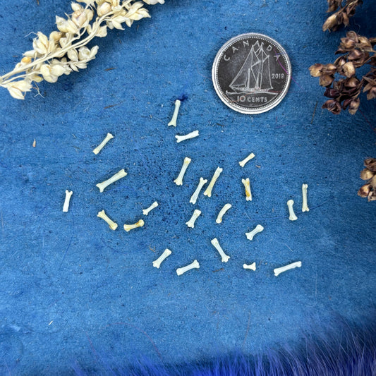 Stoat Bones - Paw bones