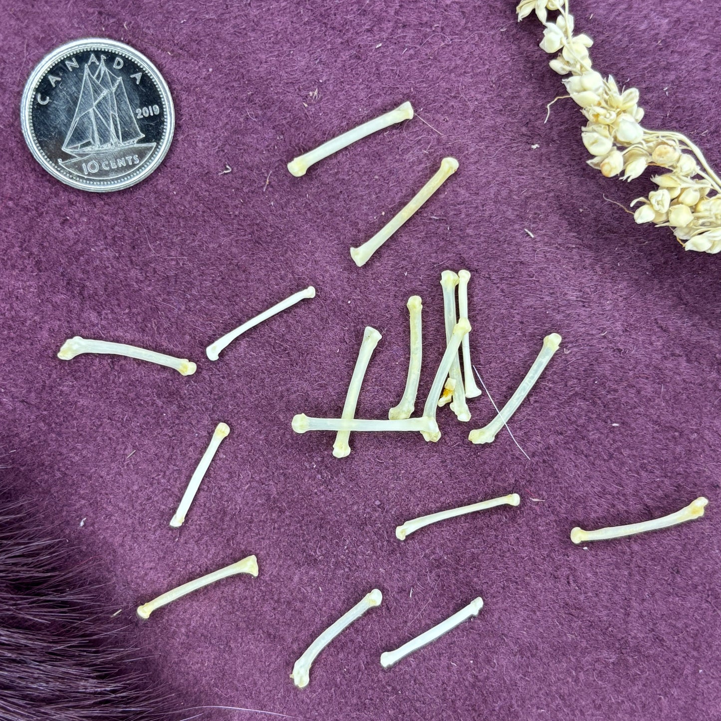 Stoat Bones - Paw bones