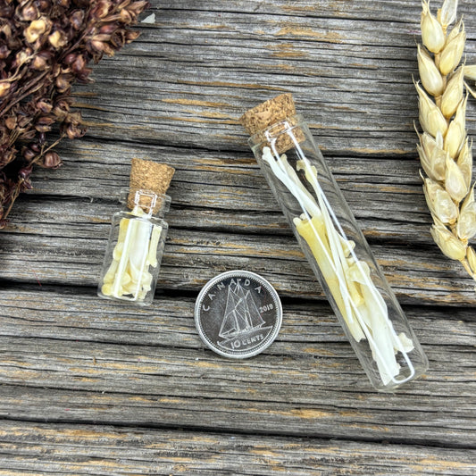 Stoat Bones - Broken bones