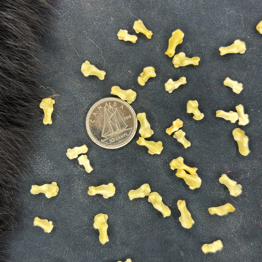 Stoat Bones - Calcaneus