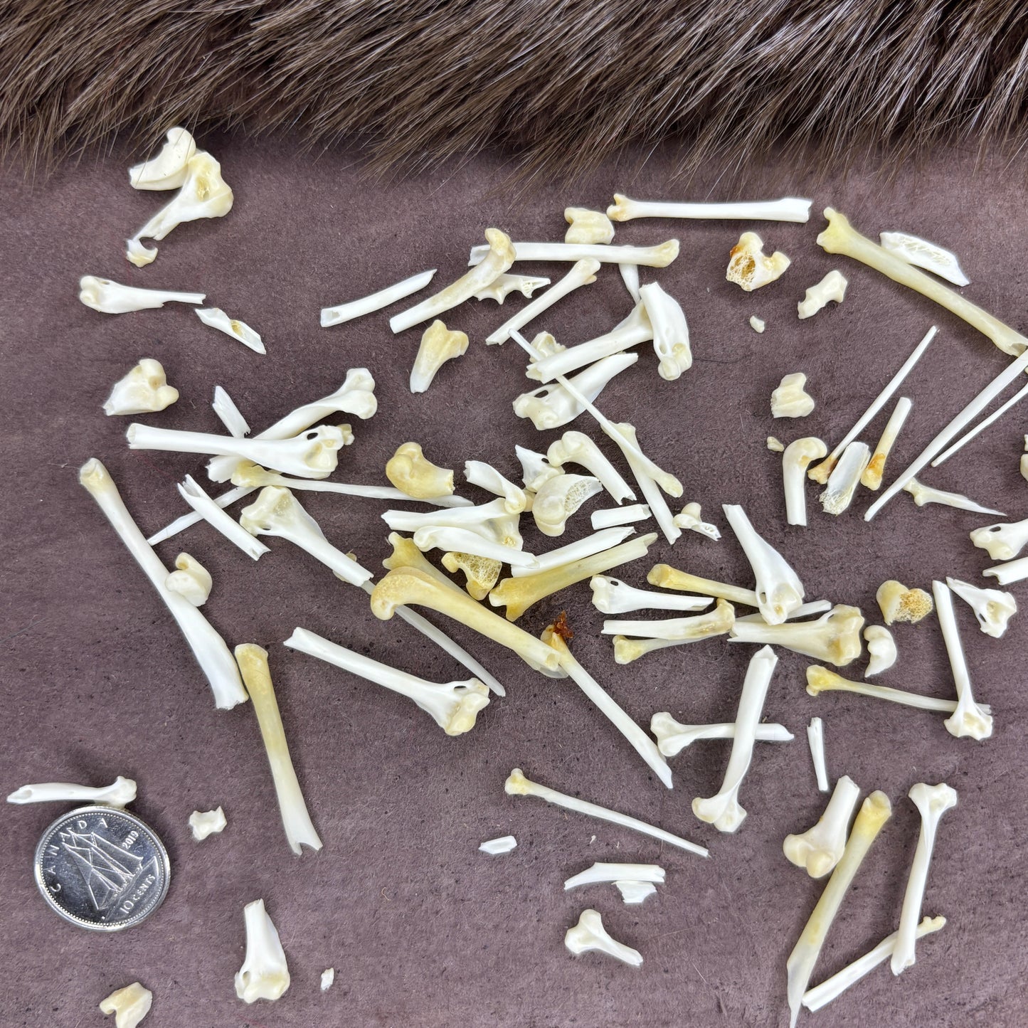 Stoat Bones - Broken bones
