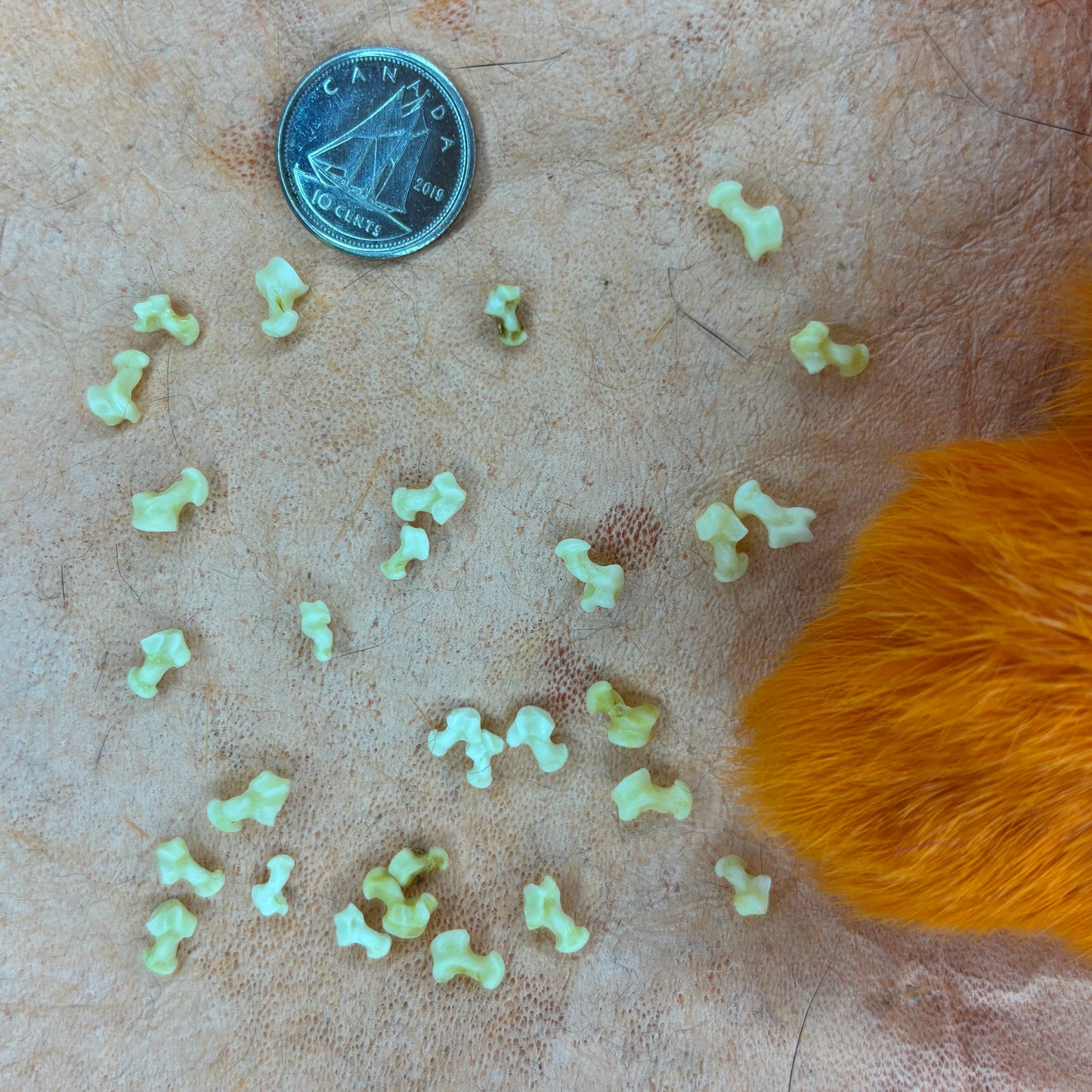 Stoat Bones - Talus