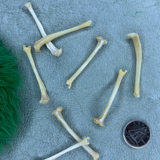 Stoat Bones - Tibia