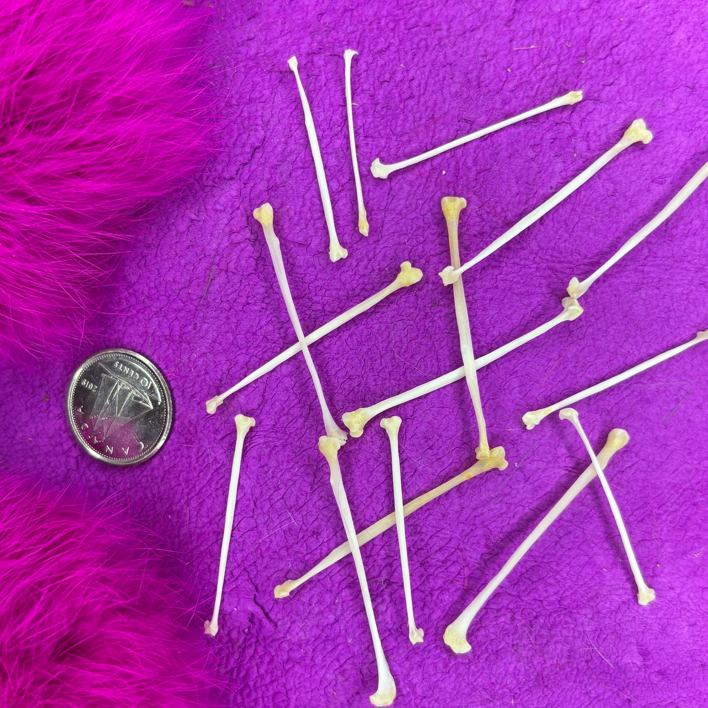 Stoat Bones - Fibula
