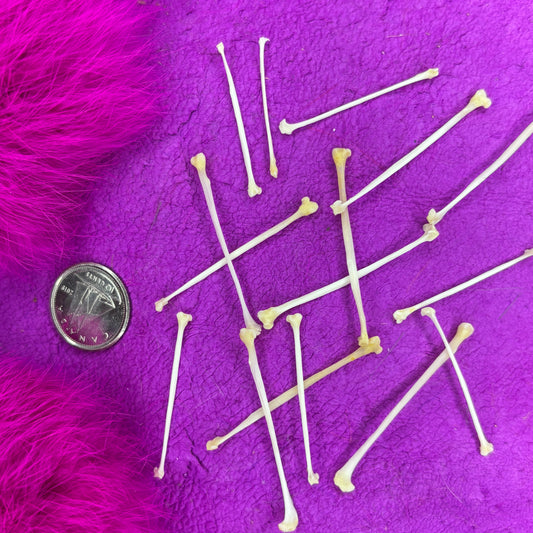 Stoat Bones - Fibula