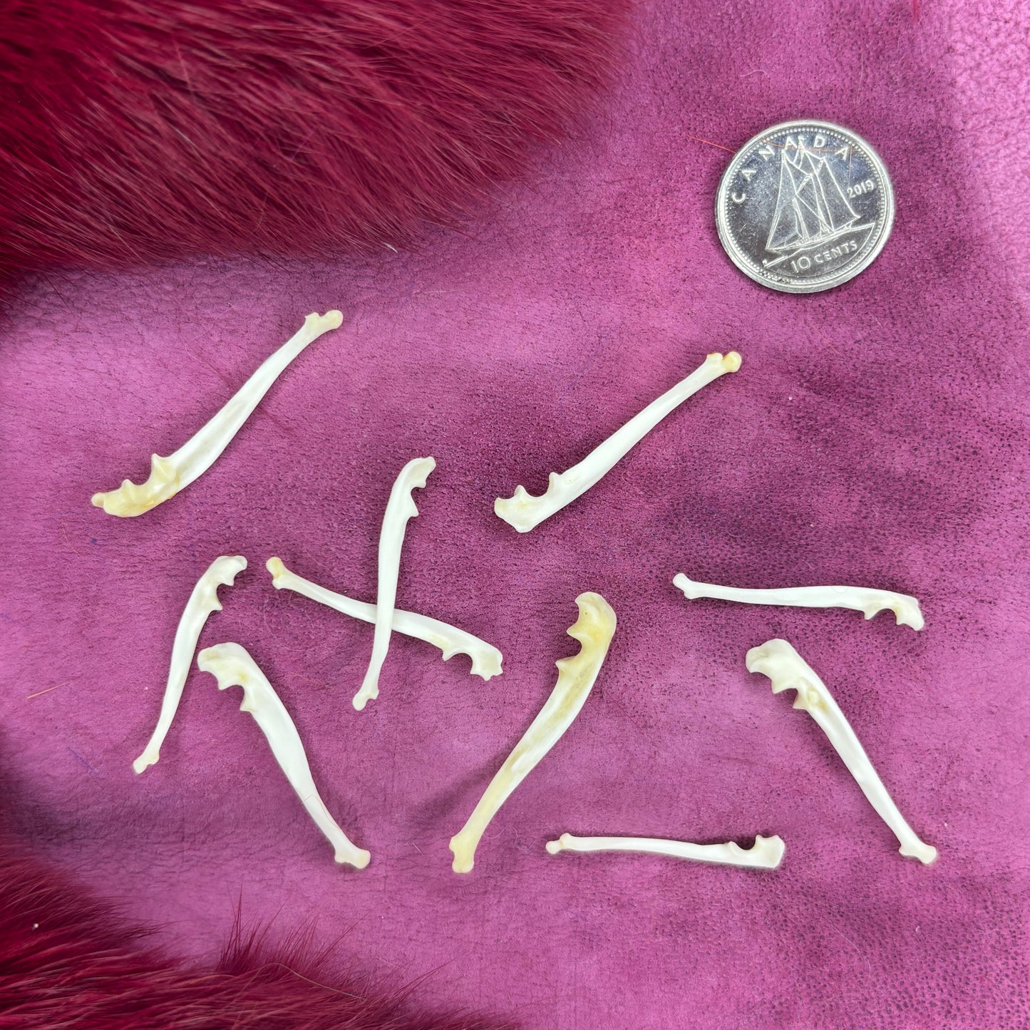 Stoat Bones - Ulna