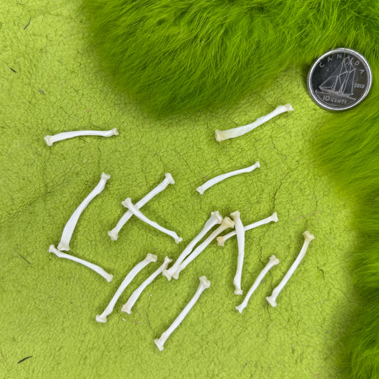 Stoat Bones - Radius